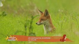 Un animale da scoprire: la volpe thumbnail