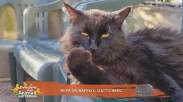 "Mi fa un baffo il gatto nero" thumbnail