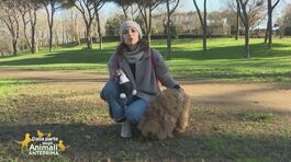Qual è il momento giusto per prendere un pet? thumbnail