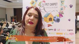 Pet Carpet - Un riciclo da Oscar thumbnail