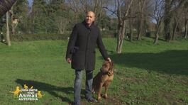 Il primo incontro con il tuo cane come è andato? thumbnail