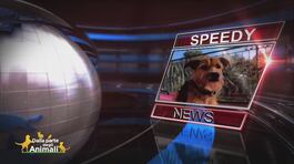 Speedy News thumbnail