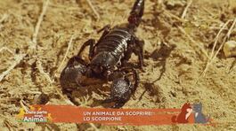 Un animale da scoprire: lo scorpione thumbnail