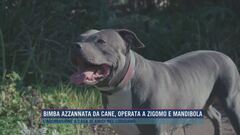 Bimba azzannata da cane, operata a zigomo e mandibola