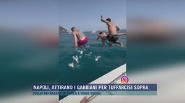Napoli, attirano i gabbiani per tuffarcisi sopra thumbnail