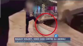 Alberobello, gatto annegato, video social choc thumbnail