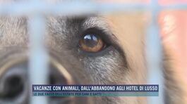 Vacanze con animali, dall'abbandono agli hotel di lusso thumbnail