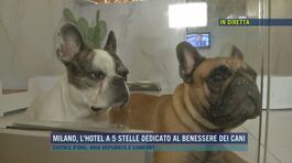 Milano, dall'hotel di lusso per cani e gatti thumbnail