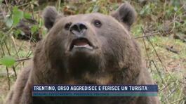 Trentino, orso aggredisce e ferisce un turista thumbnail