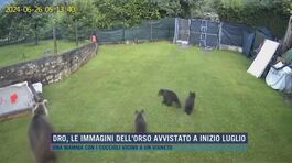 Dro, le immagini dell'orso avvistato a inizio luglio thumbnail