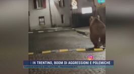 Orso in Trentino, l'avvistamento per strada a Malè thumbnail