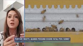 Punture insetti, quando possono essere fatali per l'uomo? thumbnail
