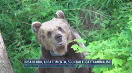 Orsa di Dro, abbattimento: scontro Fugatti-animalisti thumbnail