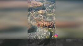 Salmo compra un'aragosta e la libera nel mare thumbnail