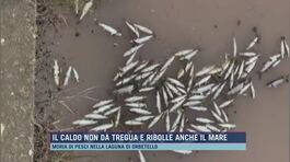 Il caldo non dà tregua e ribolle anche il mare thumbnail