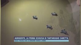 Agrigento, la prima schiusa di tartarughe Caretta thumbnail