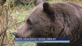 Trento, localizzata e uccisa l'orsa KJ1 thumbnail