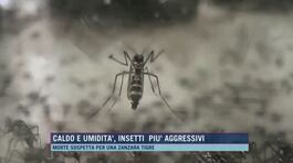 Caldo e umidità, insetti più aggressivi thumbnail