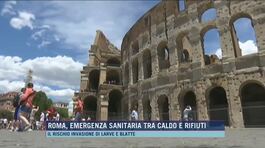 Roma, emergenza sanitaria tra caldo e rifiuti thumbnail