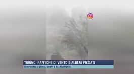 Torino, raffiche di vento e alberi piegati thumbnail