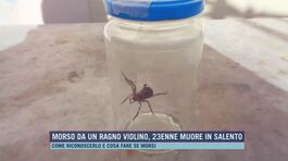 Morso da un ragno violino, 23enne muore in Salento thumbnail
