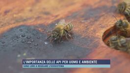 L'importanza delle api per uomo e ambiente thumbnail