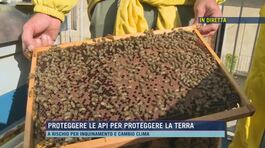 Proteggere le api per proteggere la Terra thumbnail