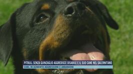 Pitbull senza guinzaglio aggredisce disabile e il suo cane nel salernitano thumbnail