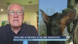 Cosa fare in presenza di un cane aggressivo? thumbnail