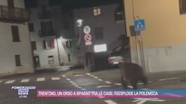 Trentino, un orso a spasso tra le case: riesplode la polemica thumbnail