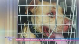 Bimbo di un anno aggredito dal pitbull di un parente: è grave thumbnail