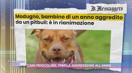 Cani pericolosi, 70mila aggressioni all'anno thumbnail