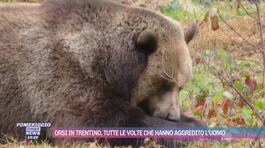 Orsi in Trentino, tutte le volte che hanno aggredito l'uomo thumbnail