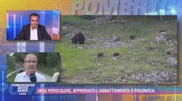 Orsi pericolosi, approvato l'abbattimento: è polemica thumbnail