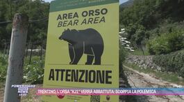 Trentino, l'orsa "KJ1" verrà abbattuta: scoppia la polemica thumbnail