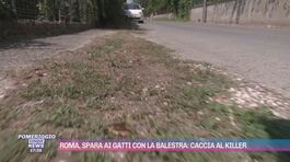 Roma, spara ai gatti con la balestra: caccia al killer thumbnail