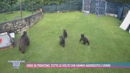 Orsi in Trentino, tutte le volte che hanno aggredito l'uomo thumbnail