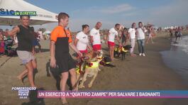 Un esercito a "quattro zampe" per salvare i bagnanti thumbnail