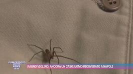 Ragno violino, ancora un caso: uomo ricoverato a Napoli thumbnail