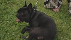 Il prurito nei cani
