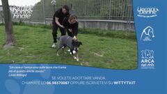 Vanda - Adotta un amico