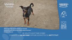 Dobby - Adotta un amico