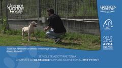 Tobia - Adotta un amico