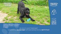 Bart - Adotta un amico