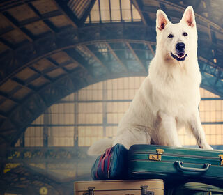 Lampo il cane viaggiatore