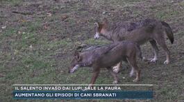 Il Salento invaso dai lupi, sale la paura thumbnail