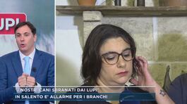 Lupi in Salento, la testimonianza di Nina: "I nostri cani sbranati dai lupi" thumbnail