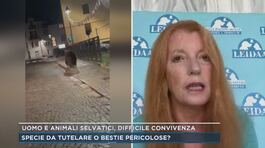 Animali selvatici nelle zone abitate, parla Michela Vittoria Brambilla thumbnail