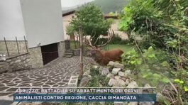 Abruzzo, battaglia su abbattimento dei cervi thumbnail