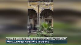 Muore il cane e aggrediscono i veterinari all'università thumbnail